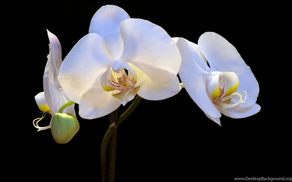 White Orchid — Crafthubs