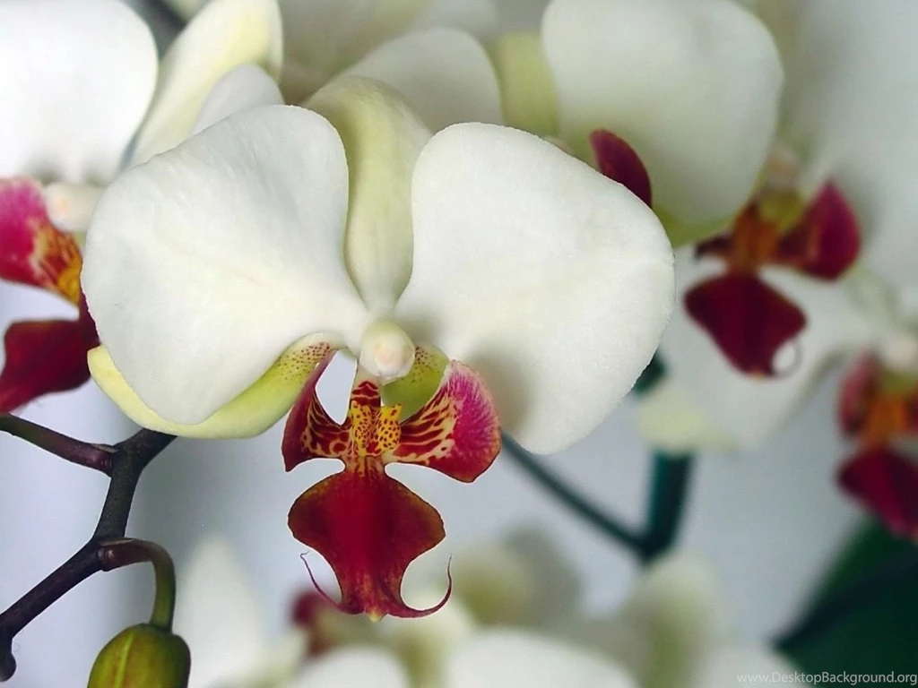 White And Pink Orchid Desktop Wallpapers