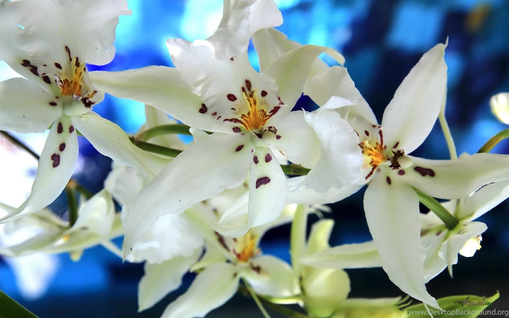 Top White Orchids Wallpapers Hd Images For Pinterest