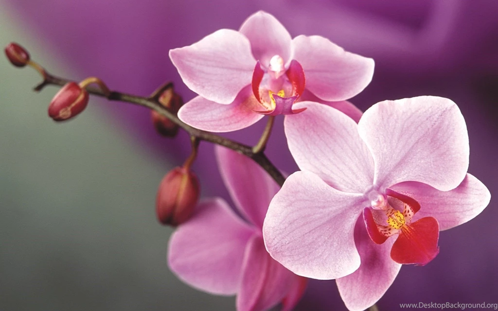 Orchid Flower Colors Wallpaper.
