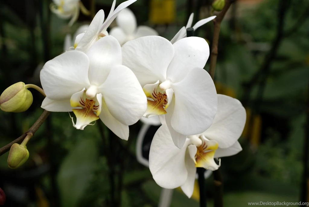 White Orchids