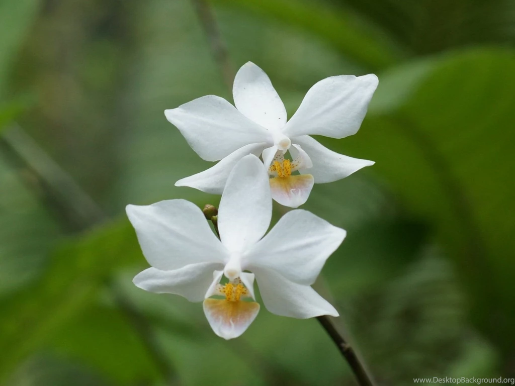 White_orchids dsc00042 wp.jpg