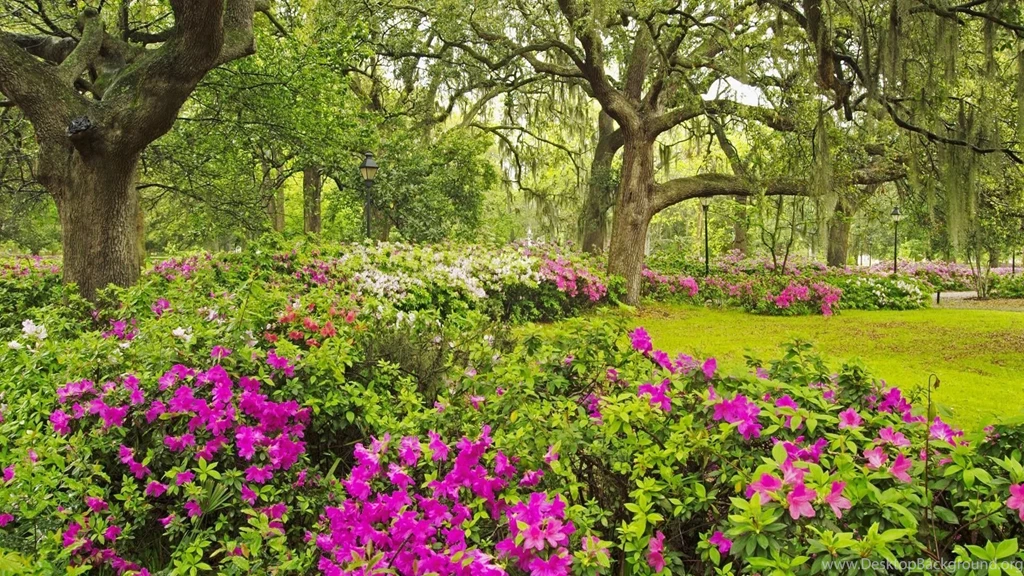 Flower Garden Desktop Wallpapers.jpg