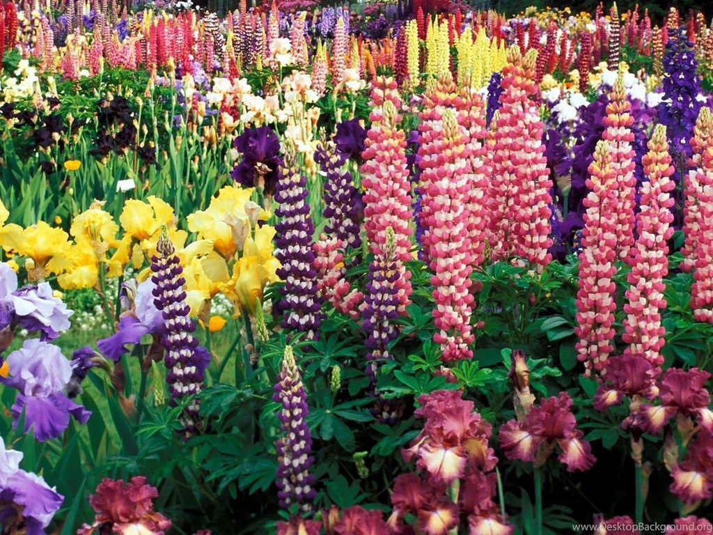 Flower Garden Wallpapers