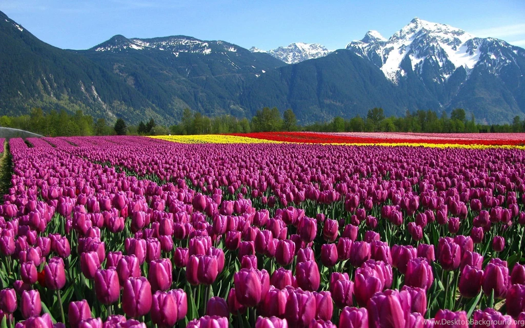 Garden Flower Wallpapers