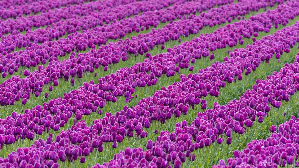 Beautiful Purple Tulips Flower Garden Wallpape