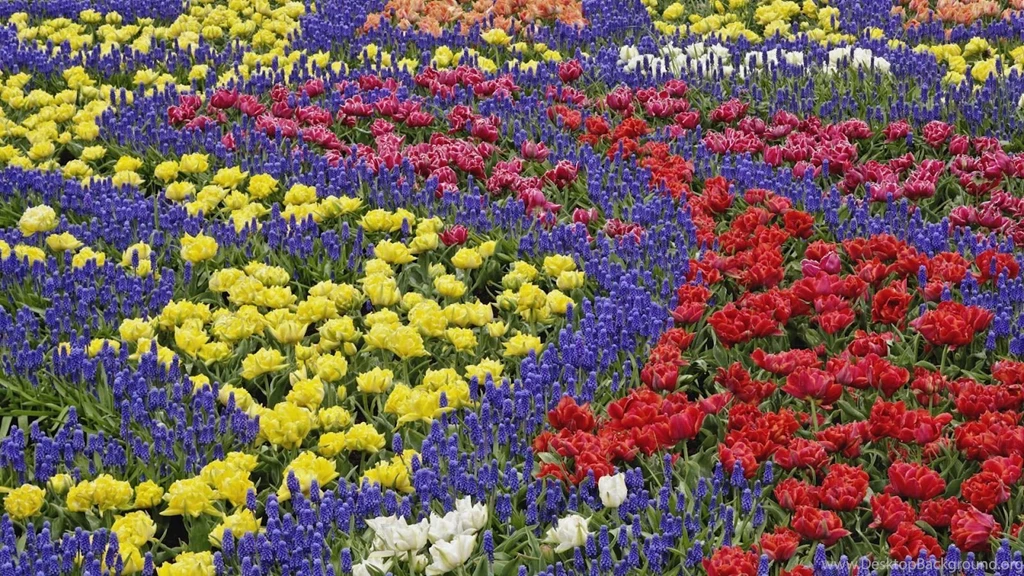 Hd Flower Garden Wallpapers   HD Wallpapers And Pictures