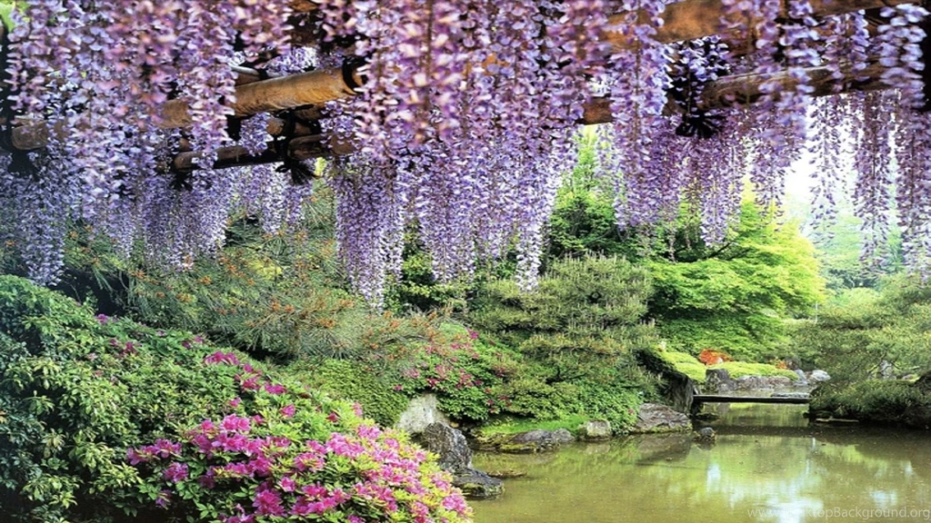 Flowers Garden Pond Wisteria hd wallpapers free