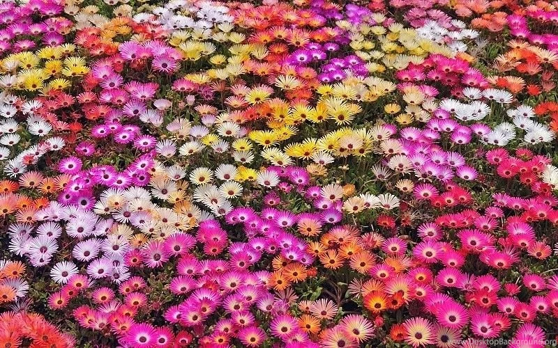 Nature Flowers Garden Petals Colors Abstract Plants Free Desktop ...