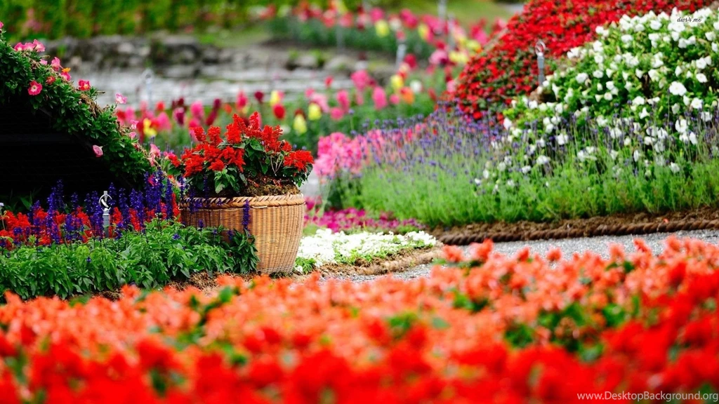 Colorful Flower Garden Wallpapers Flower Wallpapers