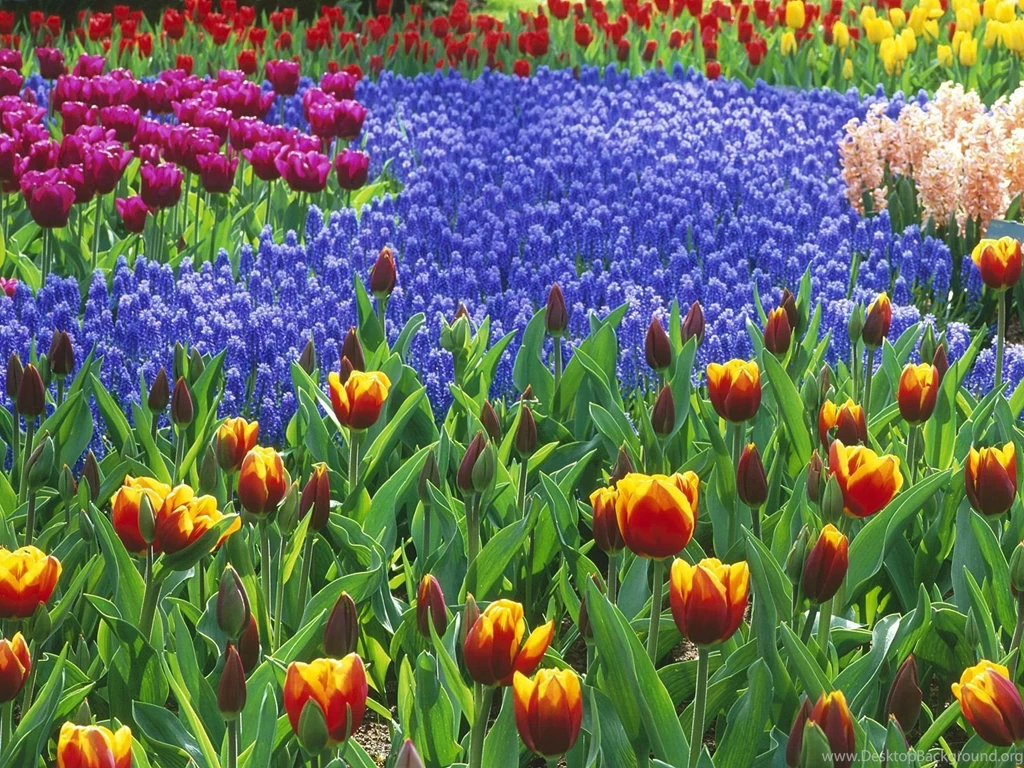 1680x1050 Flowers Flower Beds Garden Desktop Wallpaper