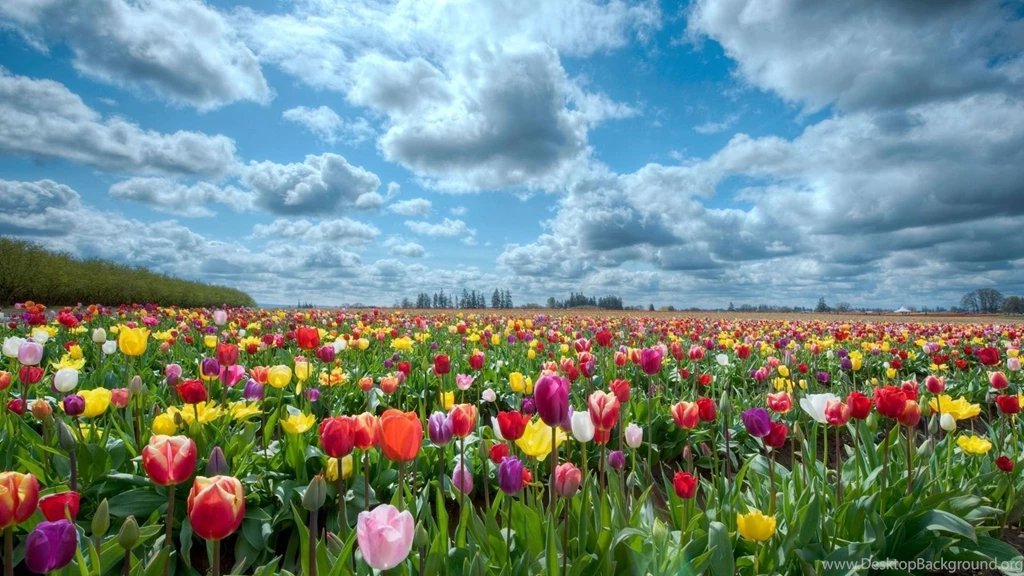 Flower Wallpapers Full HD