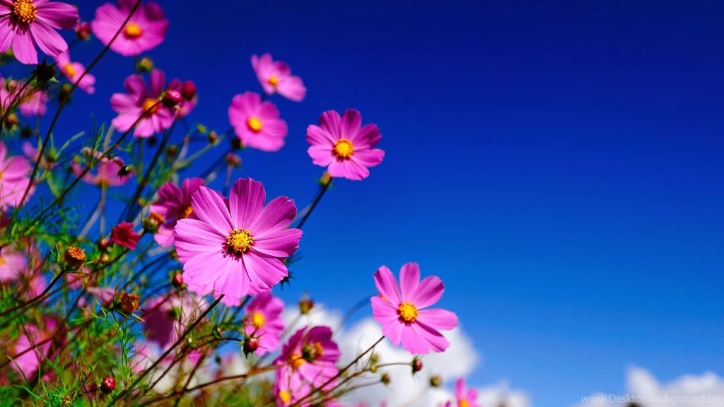 Flowers wallpapers for desktop background full screen