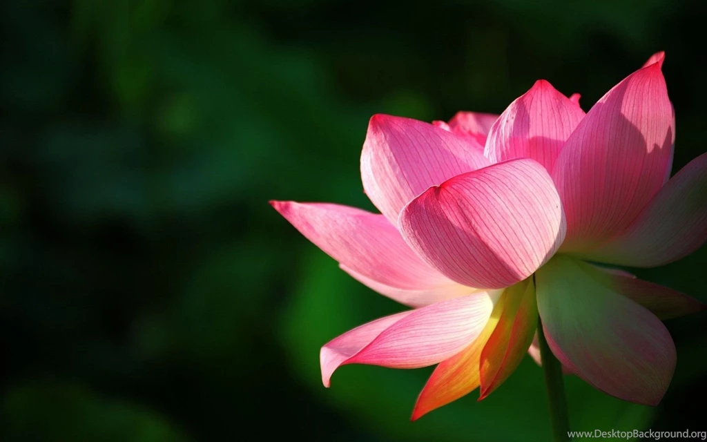 Summer Flowers HD Wallpapers   Summer Flower Images, New Wallpapers