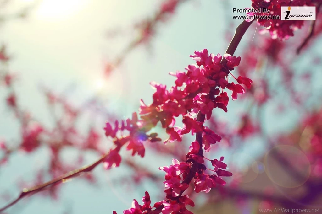 Blossoms Flower Wallpapers   Photo 179 Of 329