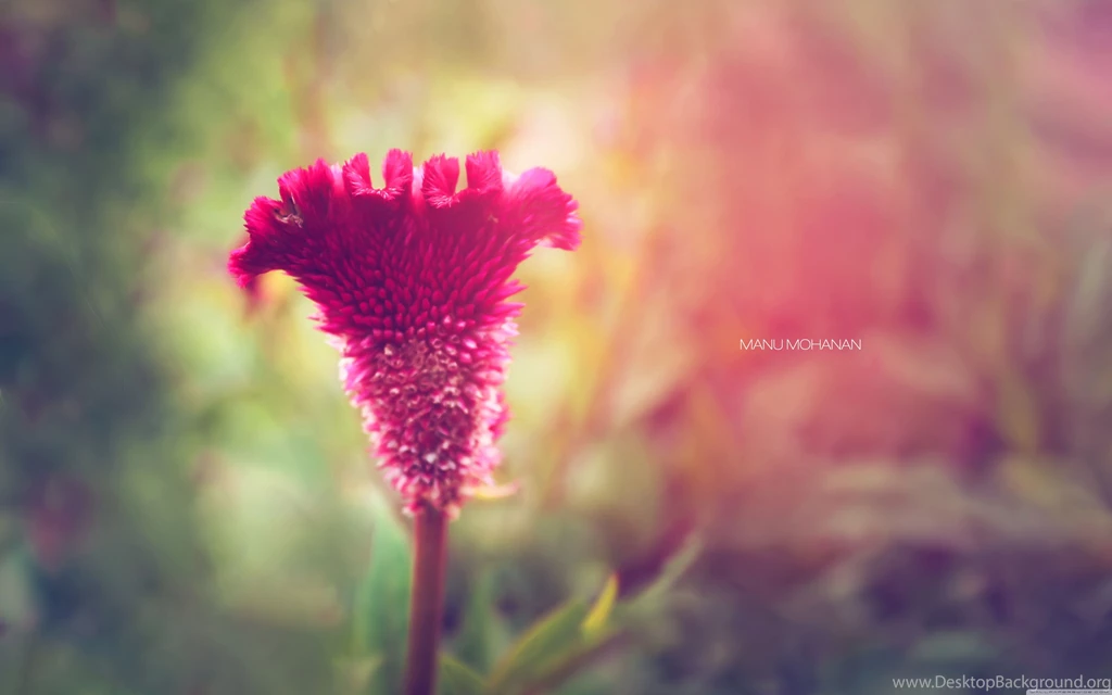 Flower Wallpapers Full HD [5120x3200]   Free Wallpapers Full Hd ...