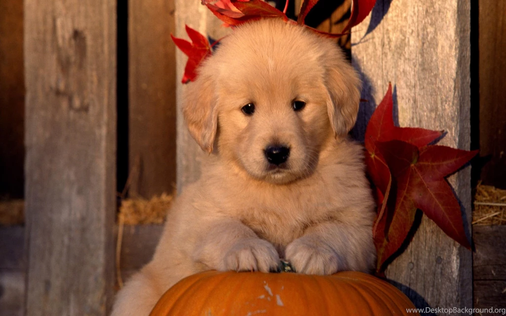 Cute Dogs Wallpapers HD 24 Freetopwallpapers Com PowerballForLife