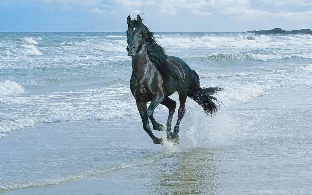 Horse Riding Along The Sea Shore Wallpapers And Images ...