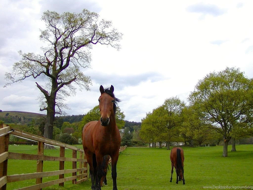 Horseback Riding At Watchung Reservation