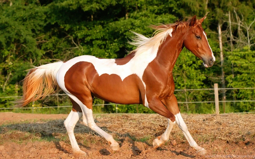 Riding Horse Wallpapers And Images Wallpapers, Pictures, Photos