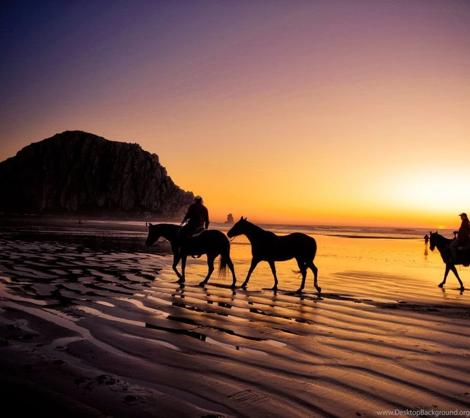 Sunset Horse Riding   Flikie Wallpapers