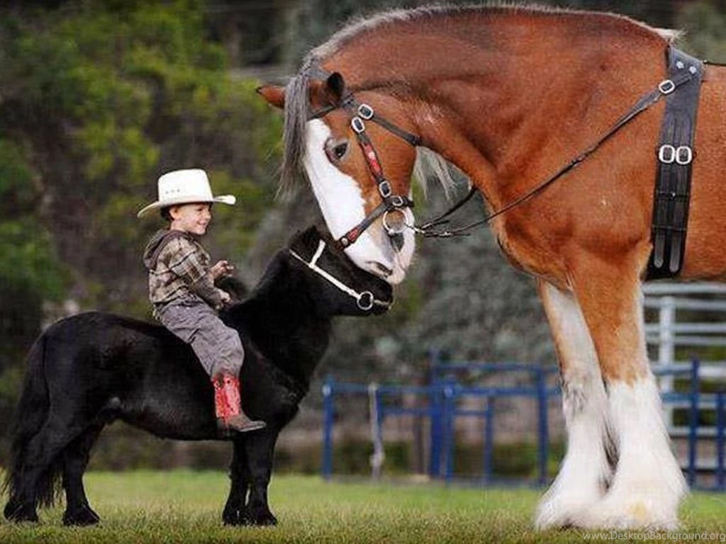 Kid Riding A Horse Imagespk.com