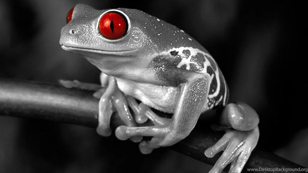 Frog Animal Wallpapers Hd Unique Nature Hd Wallpapers [Your Popular ...