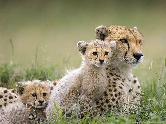 Animal HD Pictures