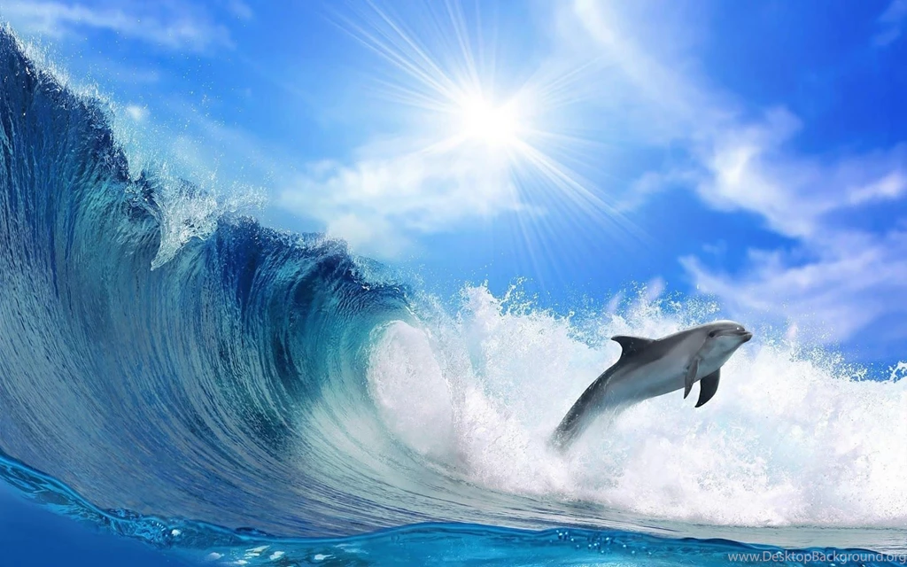 Jump Dolphin On Waves Animal Wallpapers HD