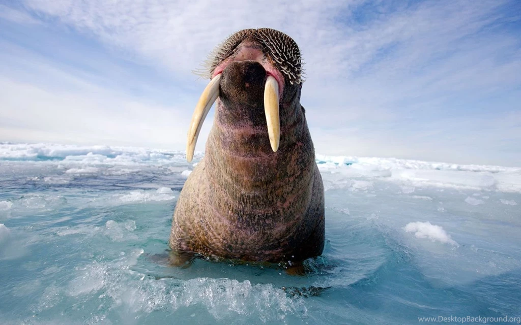 Animal