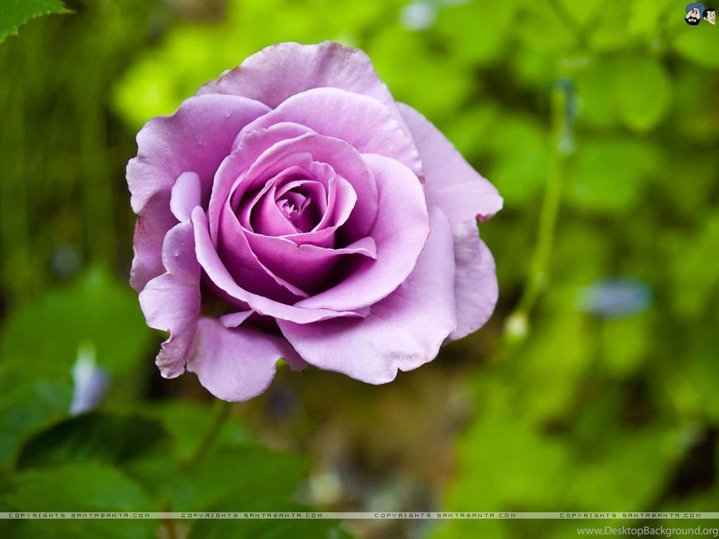 Roses Wallpapers