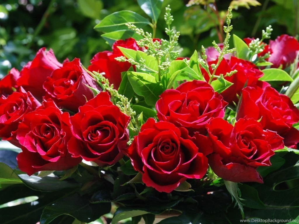 Only Red Roses High Quality Wallpapers