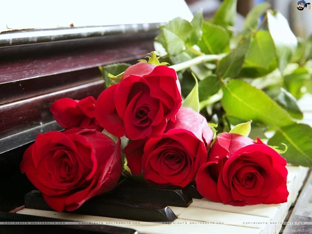 Roses Wallpapers