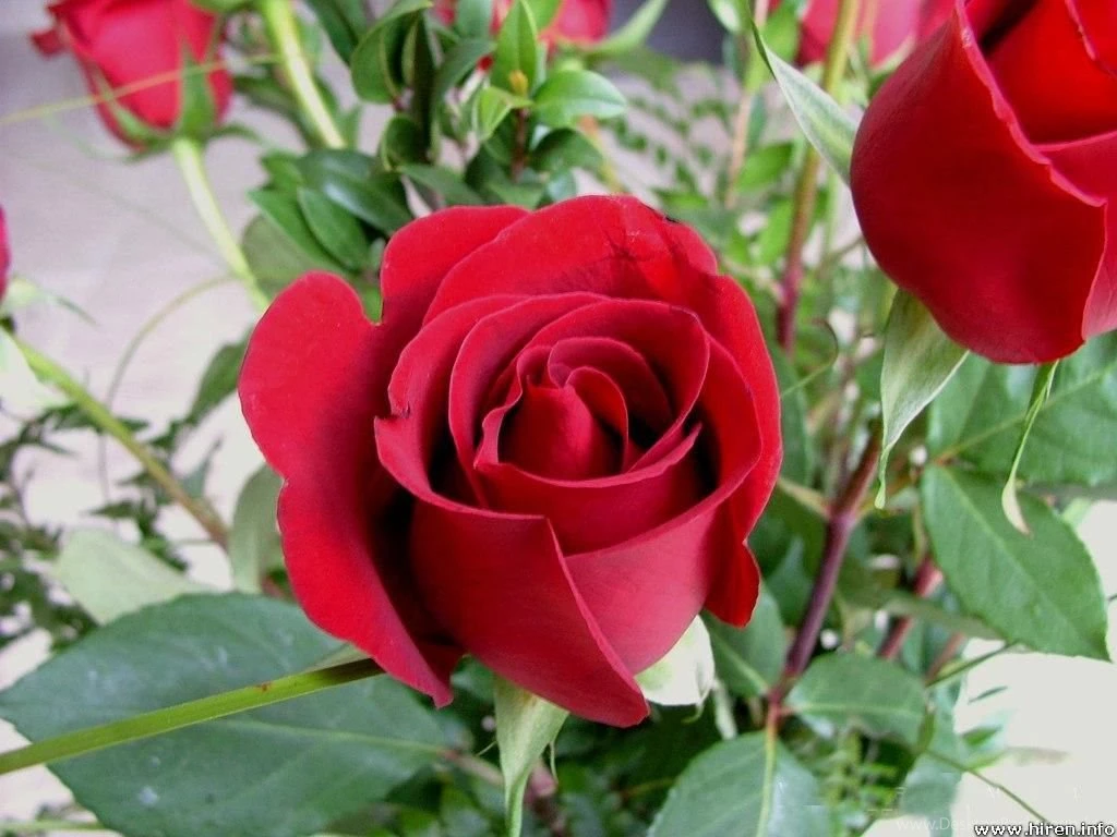 Red Rose Wallpapers Desktop