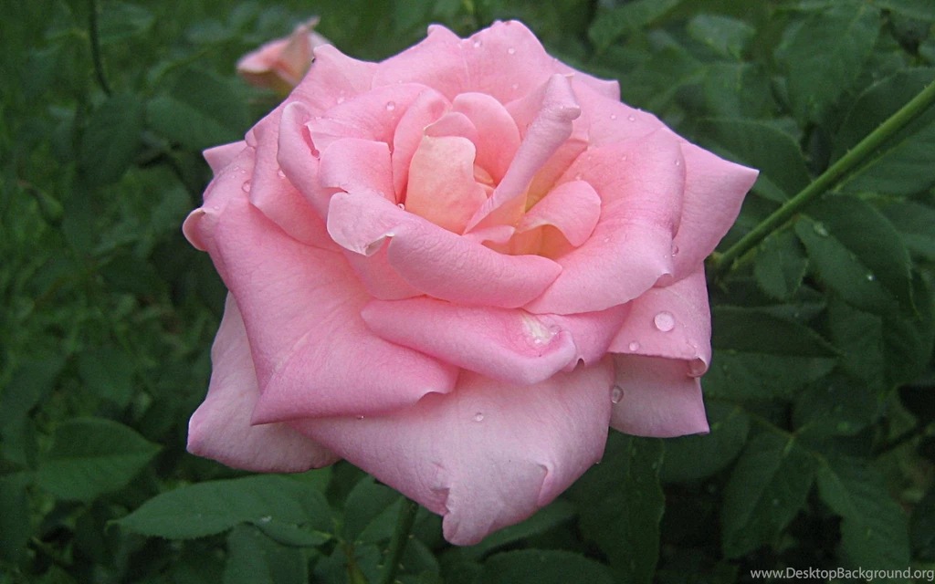 Pink Roses Widescreen Wallpapers 1920x1200px