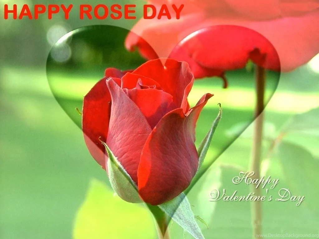 Happy_rose_day_2016_images_hd___dekstop_wallpapers_50.jpg