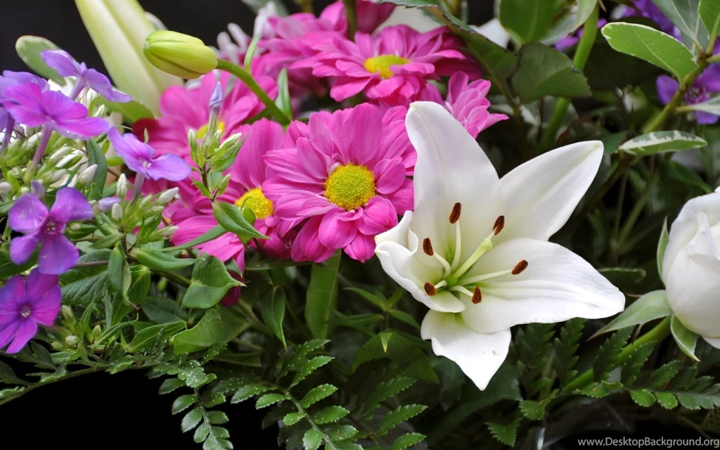 Pink And White Flowers Wallpapers 702600