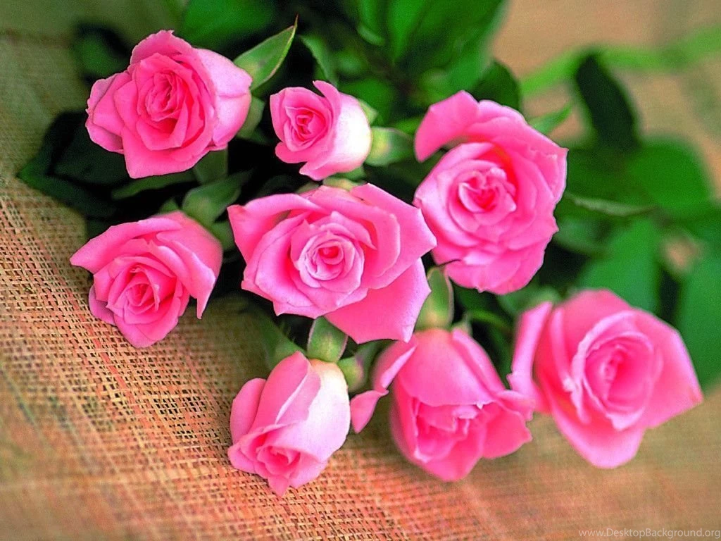 Wallpapers Flower Rose Love