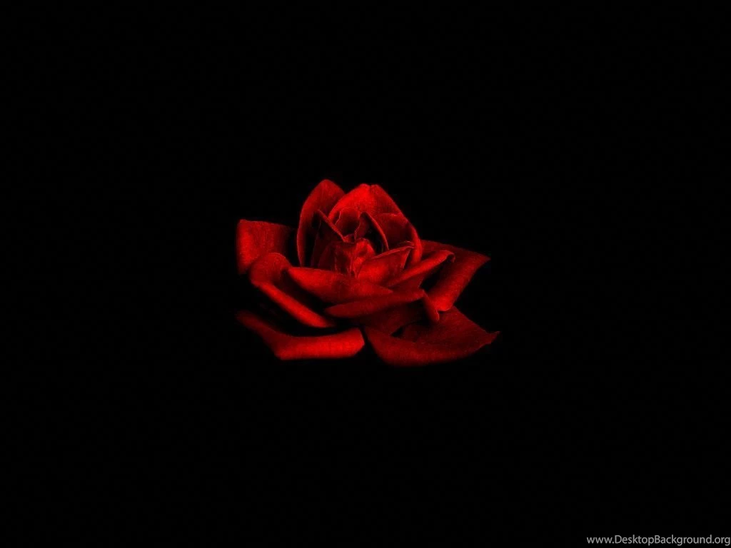 Flowers Dark Red Rose On Black Backgrounds Free Desktop ...