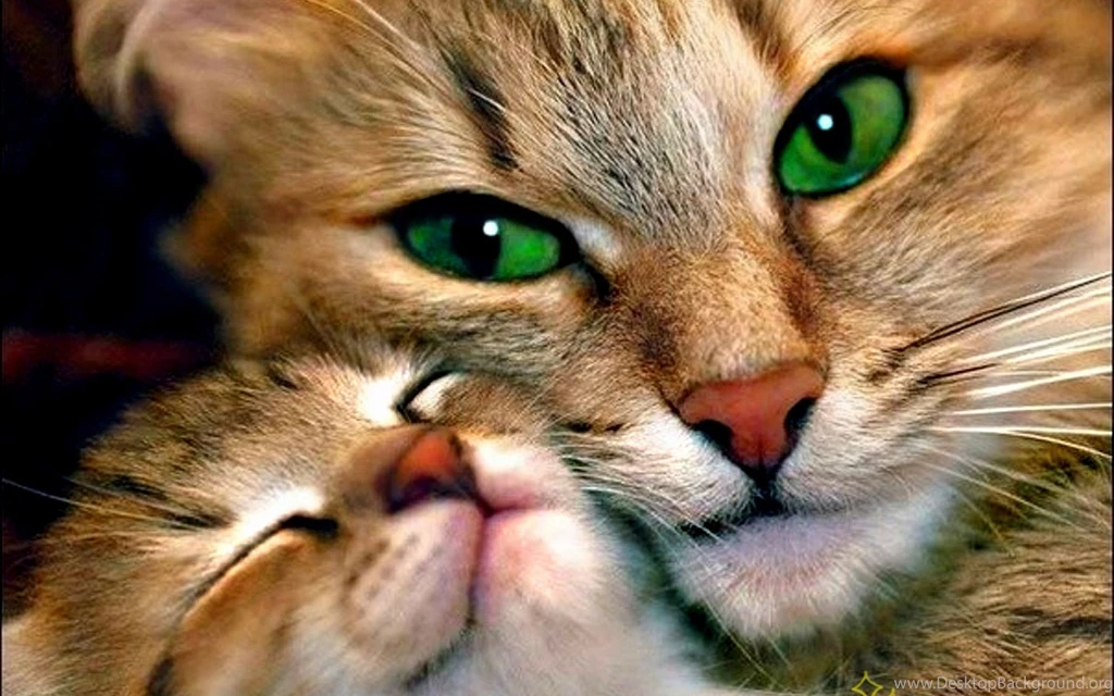 Wallpapers Cute Cats Kittens Wallpapers