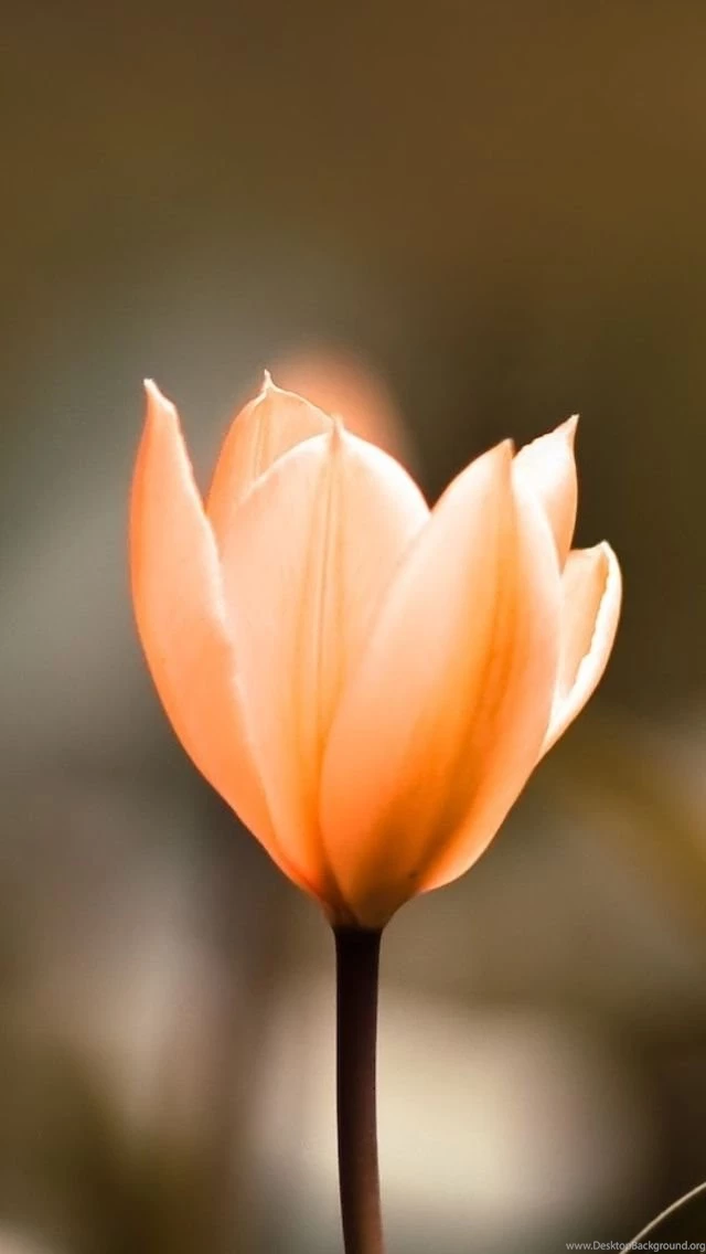 Nature iPhone 5 Archives Page 8 Of 10 Wallpapers For iPhone ...