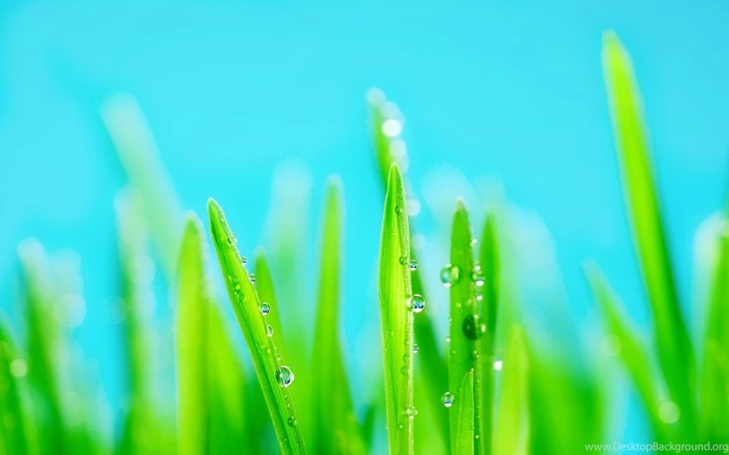 Top Abstract Grass Wallpaper Images For Pinterest