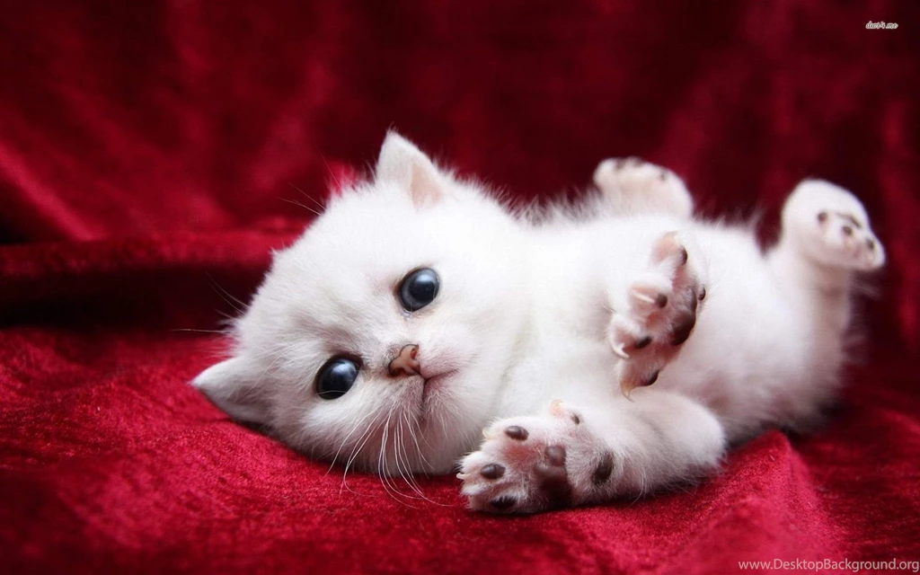Cute Cats And Kittens Wallpaper.