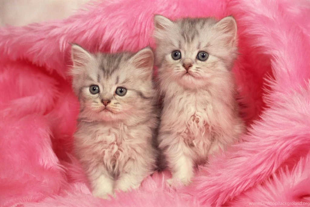 Cats: Kittens Animal Cat Couple Pink Cute Sweet Pisici Kitten12 ...