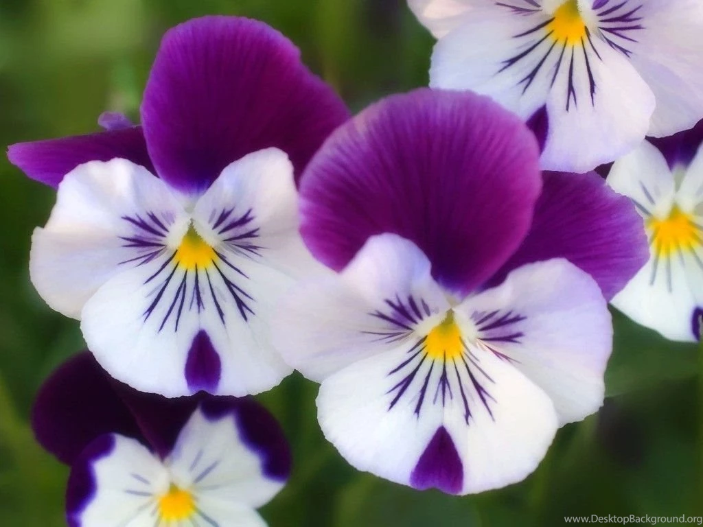 HD Flowers Wallpapers For Laptop 1366x768 Free Download