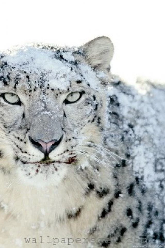 Animals iPhone Wallpapers Download   Phone Backgrounds