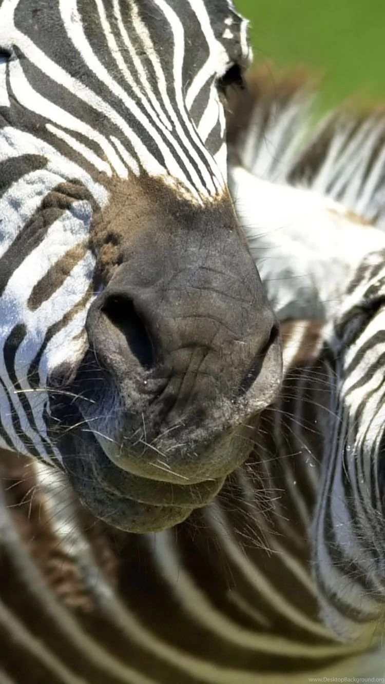 Animals iphone background 1.jpg