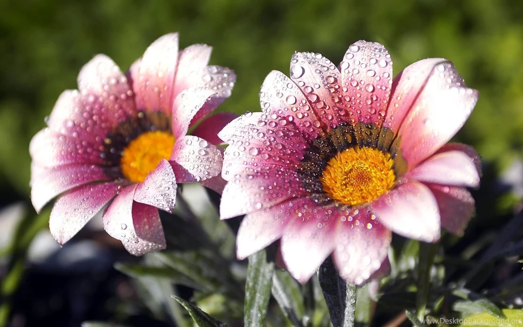 Flowers Wallpapers HD Transformers Wallpapers