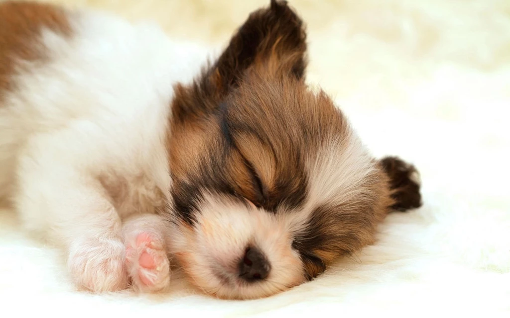 Desktop pics of pug puppies download.jpg