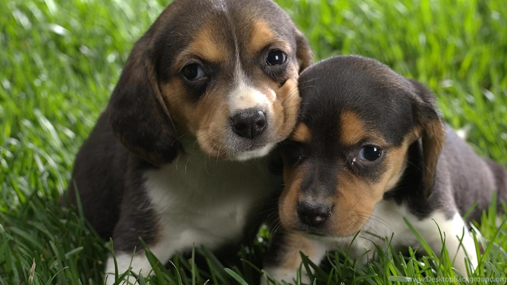 Beagle Desktop Wallpapers